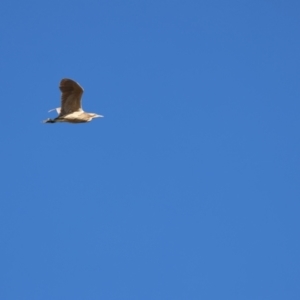 Botaurus poiciloptilus at Lake Wyangan, NSW - 9 Jul 2023