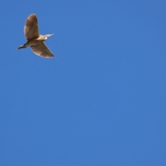 Botaurus poiciloptilus at Lake Wyangan, NSW - 9 Jul 2023