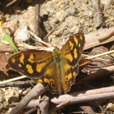 Heteronympha banksii (Banks' Brown) at Tidbinbilla Nature Reserve - 7 Mar 2023 by Christine
