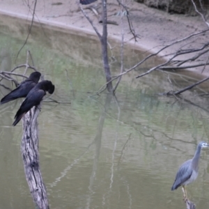 Calyptorhynchus banksii at Bourke, NSW - 6 Jul 2023