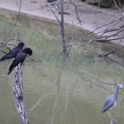 Calyptorhynchus banksii (Red-tailed Black-cockatoo) at Bourke, NSW - 6 Jul 2023 by Liam.m