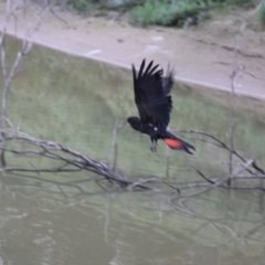 Calyptorhynchus banksii at Bourke, NSW - 6 Jul 2023