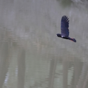 Calyptorhynchus banksii at Bourke, NSW - 6 Jul 2023 05:04 PM