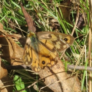 Heteronympha penelope at Paddys River, ACT - 8 Mar 2023 11:00 AM