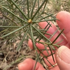 Acacia genistifolia (Early Wattle) at Aranda, ACT - 9 Jul 2023 by lbradley