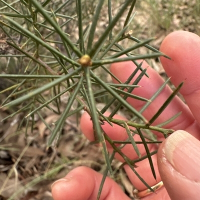 Acacia genistifolia (Early Wattle) at Molonglo Valley, ACT - 9 Jul 2023 by lbradley