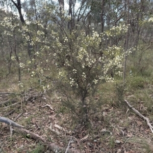 Acacia genistifolia at Aranda, ACT - 9 Jul 2023