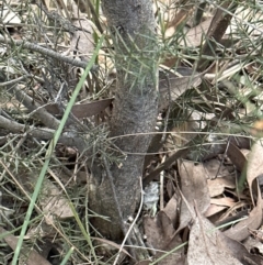 Acacia genistifolia at Aranda, ACT - 9 Jul 2023