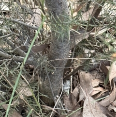 Acacia genistifolia at Molonglo Valley, ACT - 9 Jul 2023