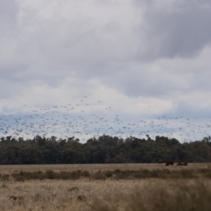 Threskiornis spinicollis at Euabalong, NSW - 6 Jul 2023