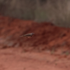 Oreoica gutturalis at Tindarey, NSW - 6 Jul 2023 03:35 PM