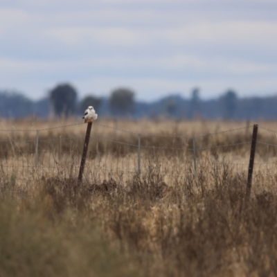 Elanus axillaris (Black-shouldered Kite) at Euabalong, NSW - 6 Jul 2023 by Liam.m