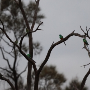 Psephotellus varius at Fords Bridge, NSW - 7 Jul 2023