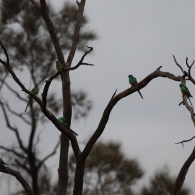 Psephotellus varius (Mulga Parrot) at Fords Bridge, NSW - 7 Jul 2023 by Liam.m