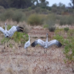 Grus rubicunda (Brolga) at Fords Bridge, NSW - 7 Jul 2023 by Liam.m