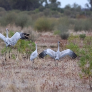 Grus rubicunda at Fords Bridge, NSW - 7 Jul 2023 08:15 AM