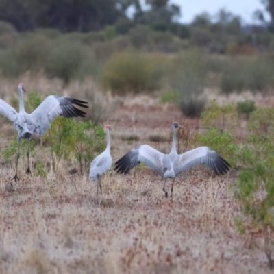 Antigone rubicunda (Brolga) at Fords Bridge, NSW - 6 Jul 2023 by Liam.m