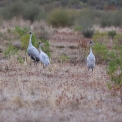 Grus rubicunda at Fords Bridge, NSW - 7 Jul 2023