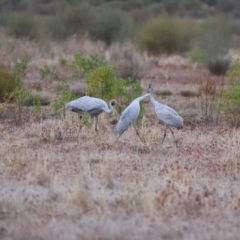 Grus rubicunda at Fords Bridge, NSW - 7 Jul 2023 08:15 AM