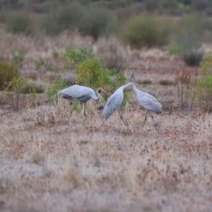 Grus rubicunda at Fords Bridge, NSW - 7 Jul 2023