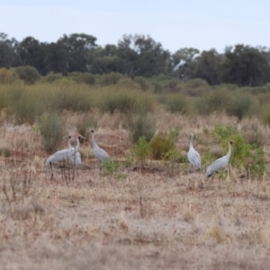 Grus rubicunda at Fords Bridge, NSW - 7 Jul 2023 08:15 AM