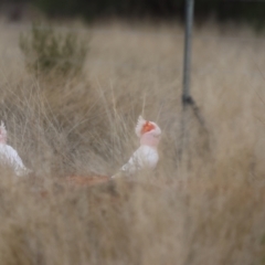 Lophochroa leadbeateri (Pink Cockatoo) at Fords Bridge, NSW - 6 Jul 2023 by Liam.m