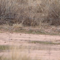 Aphelocephala leucopsis (Southern Whiteface) at North Bourke, NSW - 7 Jul 2023 by Liam.m