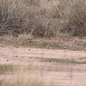 Aphelocephala leucopsis at North Bourke, NSW - 7 Jul 2023 09:50 AM