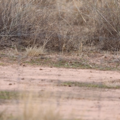 Aphelocephala leucopsis (Southern Whiteface) at North Bourke, NSW - 6 Jul 2023 by Liam.m