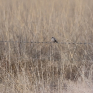 Artamus cinereus at North Bourke, NSW - 7 Jul 2023