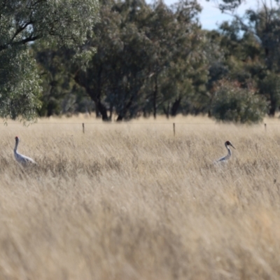 Antigone rubicunda (Brolga) at Bourke, NSW - 7 Jul 2023 by Liam.m