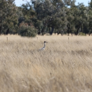 Grus rubicunda at Bourke, NSW - 7 Jul 2023