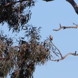 Artamus cinereus at Bourke, NSW - 7 Jul 2023