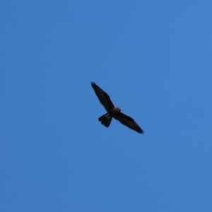 Falco subniger at Bourke, NSW - 7 Jul 2023 01:57 PM