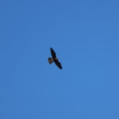 Falco subniger at Bourke, NSW - 7 Jul 2023 01:57 PM