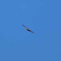 Falco subniger at Bourke, NSW - 7 Jul 2023 01:57 PM