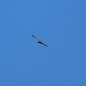 Falco subniger at Bourke, NSW - 7 Jul 2023 01:57 PM