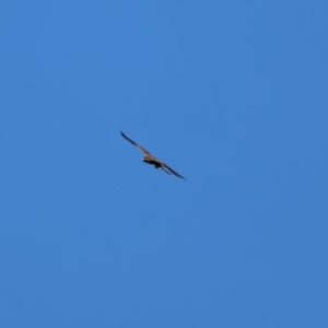 Falco subniger at Bourke, NSW - 7 Jul 2023
