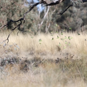 Melopsittacus undulatus at Bourke, NSW - 7 Jul 2023