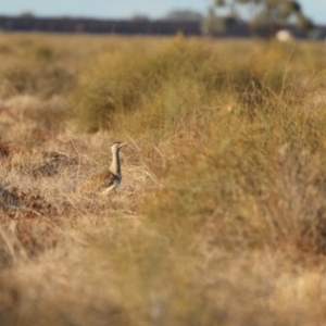 Ardeotis australis at Bourke, NSW - 7 Jul 2023 04:49 PM