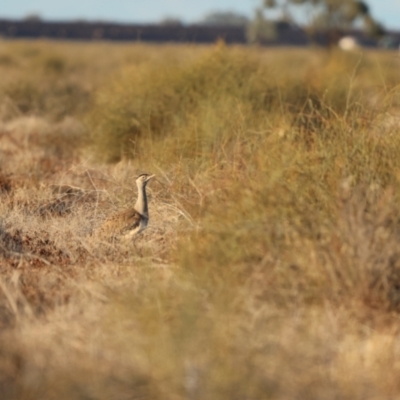 Ardeotis australis (Australian Bustard) at Bourke, NSW - 7 Jul 2023 by Liam.m