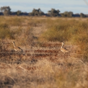 Ardeotis australis at Bourke, NSW - 7 Jul 2023 04:49 PM