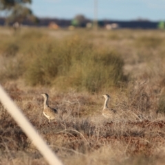 Ardeotis australis at Bourke, NSW - 7 Jul 2023 04:49 PM