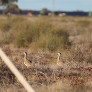 Ardeotis australis at Bourke, NSW - 7 Jul 2023