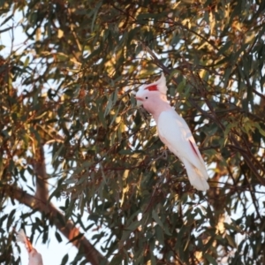 Lophochroa leadbeateri leadbeateri at Bourke, NSW - suppressed