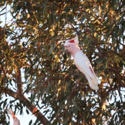 Lophochroa leadbeateri leadbeateri (Pink Cockatoo) at Bourke, NSW - 7 Jul 2023 by Liam.m