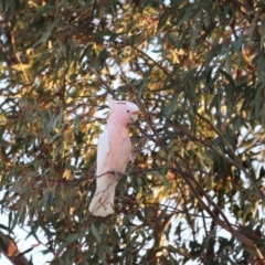 Lophochroa leadbeateri at Bourke, NSW - 7 Jul 2023