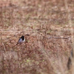 Melanodryas cucullata (Hooded Robin) at Gunderbooka, NSW - 8 Jul 2023 by Liam.m