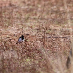 Melanodryas cucullata picata at Gundabooka National Park - suppressed