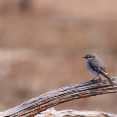 Melanodryas cucullata picata at Gundabooka National Park - suppressed